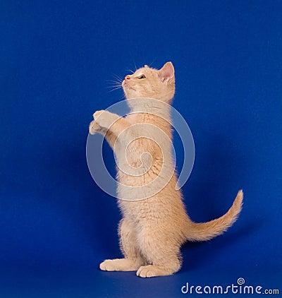 Yellow kitten begging on blue Stock Photo