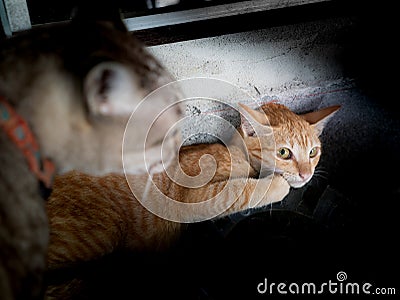 Yellow Kitten was Gray Cat Threatened Stock Photo