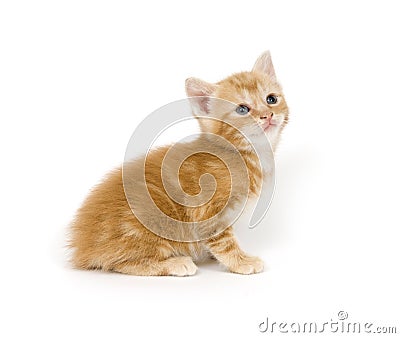 Yellow kitten on white background Stock Photo