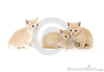 Yellow kittens Stock Photo