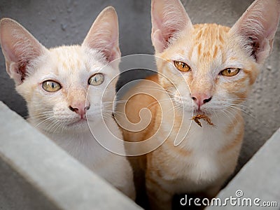 Yellow Kittens Staring in The Box Stock Photo