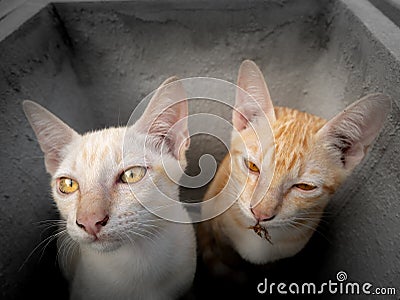 Yellow Kittens Staring in The Box Stock Photo