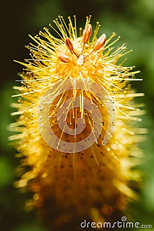 Yellow kniphofia Stock Photo