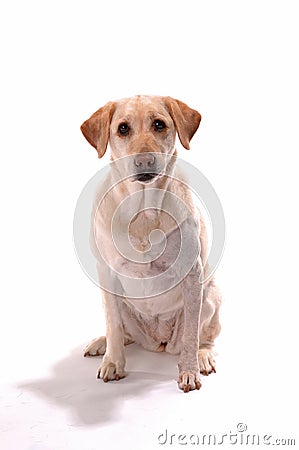 Yellow lab on white backround attentive Stock Photo