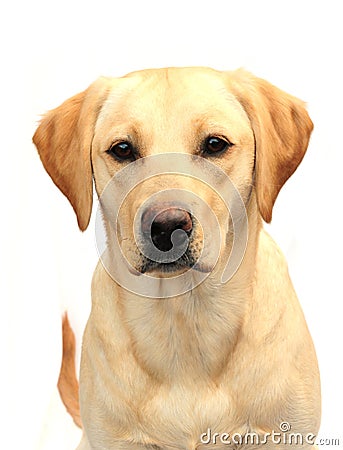 Yellow labrador Stock Photo