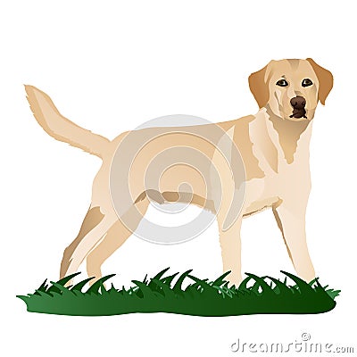 Labrador dog in grass Cartoon Illustration