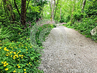 A yellow labrador dog walking along a nature trail through the forest surrounded by ferns, plants, trees and flowers Stock Photo