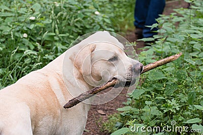 A yellow labrador holding a stick in his mouth during a walk Stock Photo