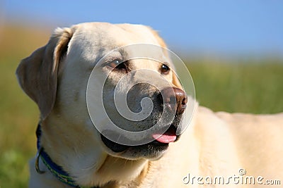 Yellow Labrador Portait Stock Photo
