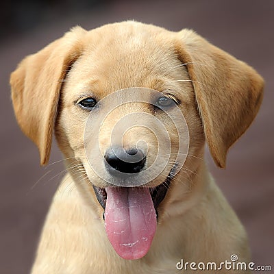 Yellow labrador puppy Stock Photo