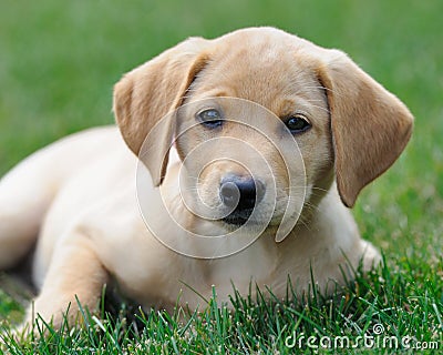Yellow labrador puppy on lawn Stock Photo