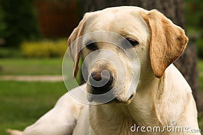 Yellow labrador retriever Stock Photo