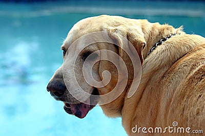 Yellow Labrador Retriever Stock Photo