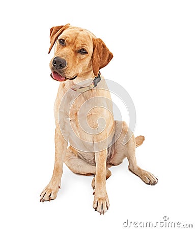 Yellow Labrador Retriever Dog Stock Photo