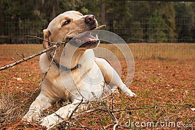 Yellow labrador retriever dog chewing stick Stock Photo