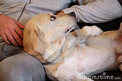 Yellow labrador retriever dog enjoys company of his owner sitting on a couch together and petting lovely dogs. Owner having fun. Stock Photo