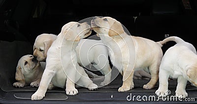 Yellow Labrador Retriever, Puppies in the Trunk of a Car, Licking the Nose, Normandy in France Stock Photo