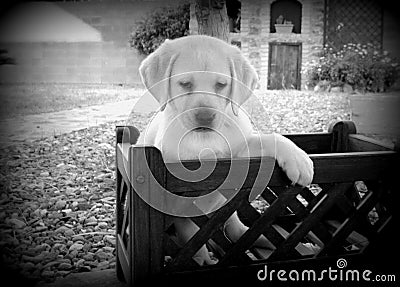 Yellow Labrador Retriever puppy Stock Photo