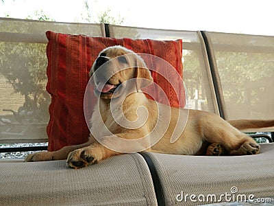 Yellow Labrador Retriever puppy Stock Photo