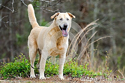 Yellow Labrador Retriever Siberian Husky mixed breed dog Stock Photo