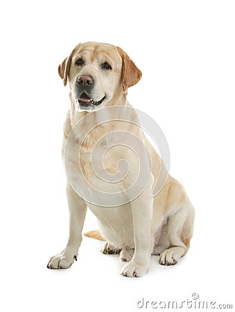 Yellow labrador retriever sitting on white Stock Photo