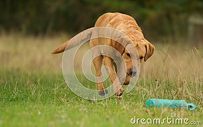 Yellow Labrador Retrieving dummy Stock Photo