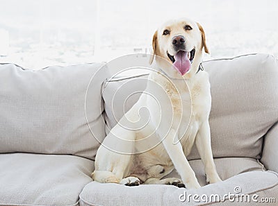 Yellow labrador sitting on the couch Stock Photo