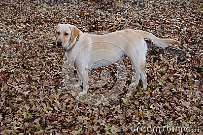 A yellow labrador standing in the oak leaves Stock Photo