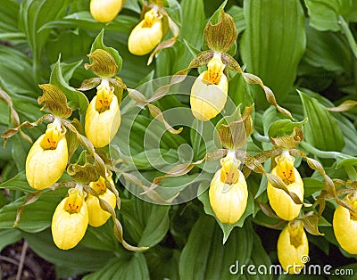 Greater Yellow Ladys Slippers Flowers Stock Photo