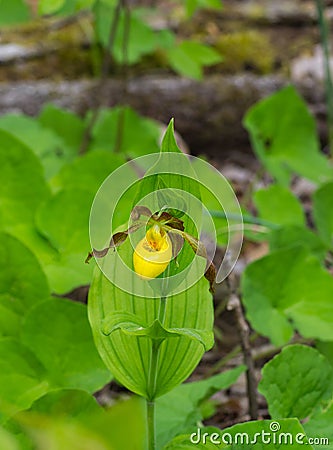 Yellow Lady`s Slipper in the Mountains of Virginia, USA Stock Photo
