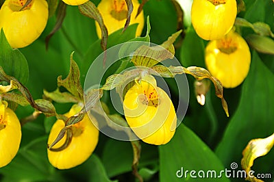 Yellow Lady Slipper Orchids Stock Photo