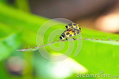 Yellow ladybirds pair on a plant leaf. Close-up. Bright cheerful illustration about summer. Funny snapshot on the topic of love or Cartoon Illustration