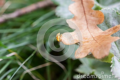 Yellow ladybug on autumn oak leaf Stock Photo