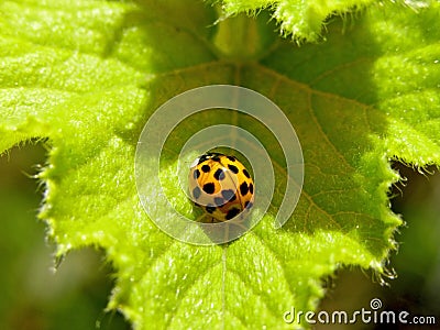 Yellow Ladybug Insects Stock Photo