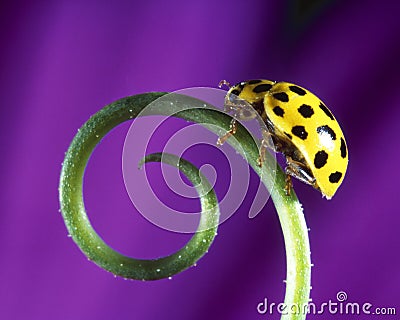Yellow Ladybug on a Plant Stock Photo