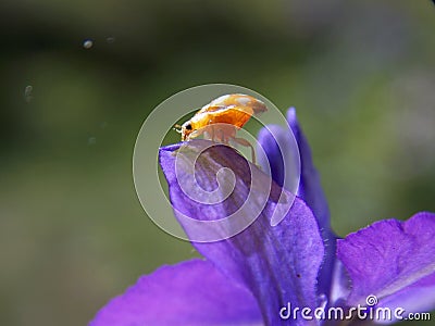 Yellow ladybug on a purple flower Stock Photo