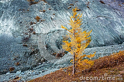Yellow larch in the autumn on a background of rocks in the valley in the Altai Yarlu in Russia Stock Photo