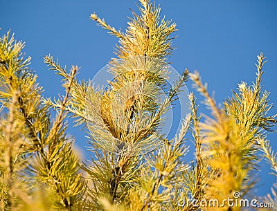 Yellow larch branches Stock Photo