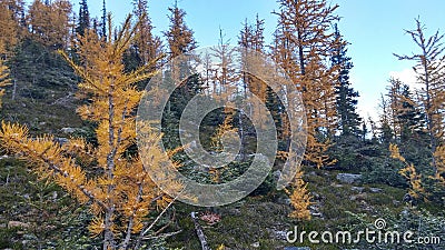 Yellow Larch Forest in Autumn Stock Photo