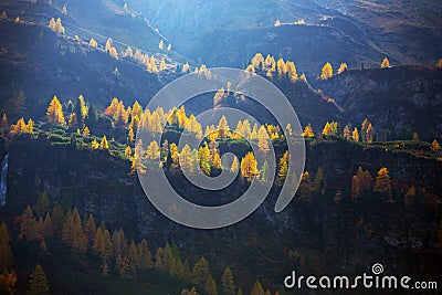 A yellow larches Stock Photo