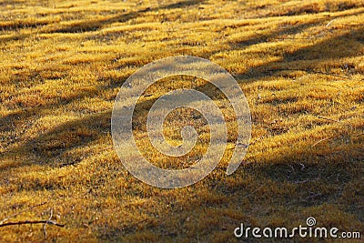 Yellow lawn being covered with morning sunshine Stock Photo