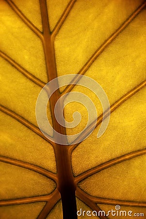 Yellow leaf Stock Photo