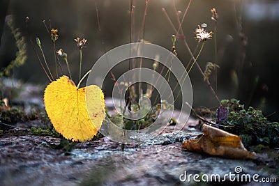 Yellow leaf Stock Photo