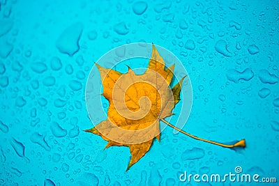 Yellow leaf and drops on the blue waterproof material Stock Photo