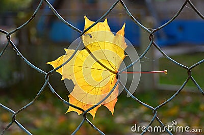 Leaf stuck on a fence Stock Photo