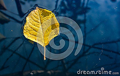 Yellow leaf floating in water Stock Photo