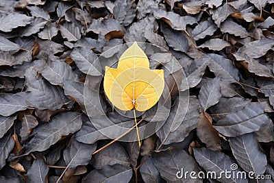 A yellow leaf laying on top of a pile of leaves, AI Stock Photo