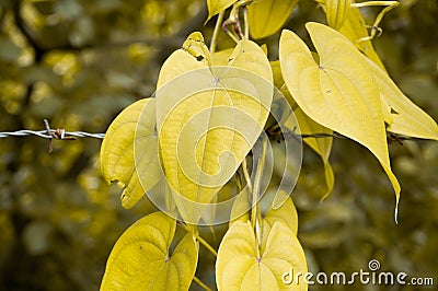 Yellow leaf. Stock Photo