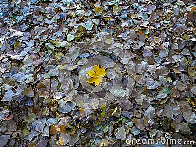 Stand out from the crowd Stock Photo