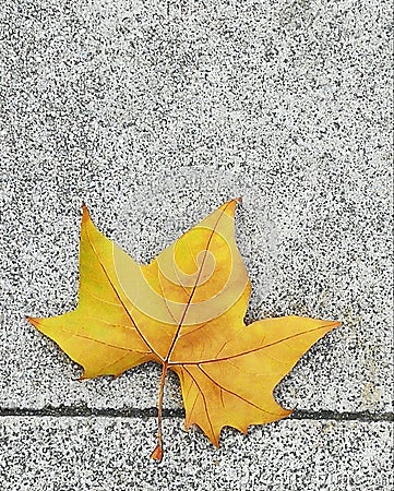 Yellow leaf in the rush hours in autumn, 2018. Stock Photo